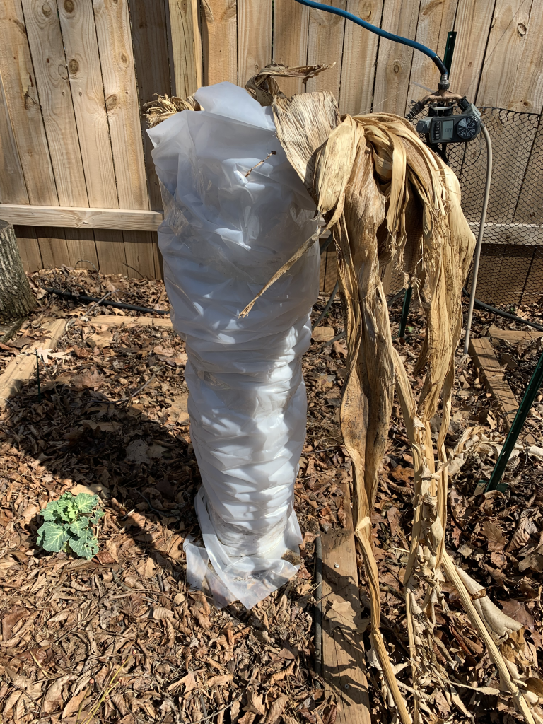 a winterized banana plant wrapped up in mulch and a plastic tarp. It survived the winter and was ready for spring.