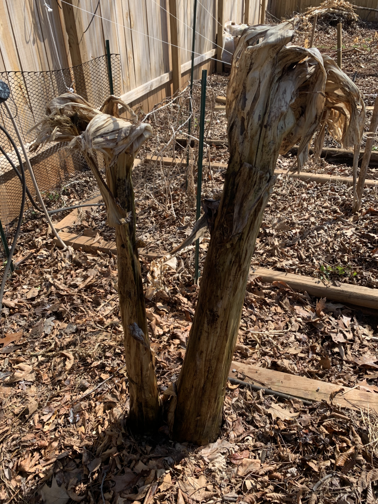 an unwrapped  banana plant after being winterized in zone 7.